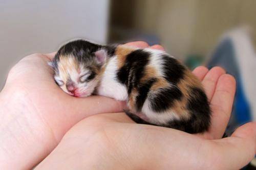 小猫多久会褪去胎毛