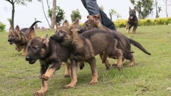 成都哪里有马犬卖