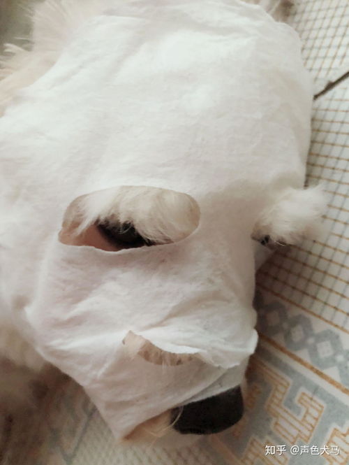 狗怀孕初期表现有哪些