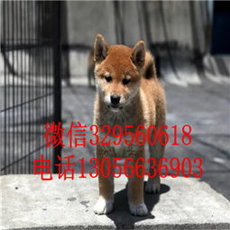 唐山柴犬哪里有卖