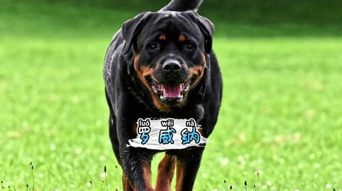 罗威纳狗狗性格怎么样