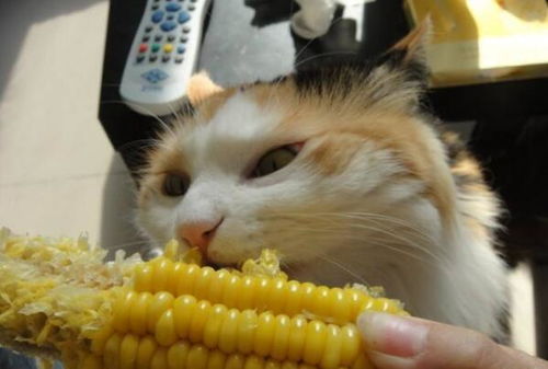家养猫体外驱虫多久