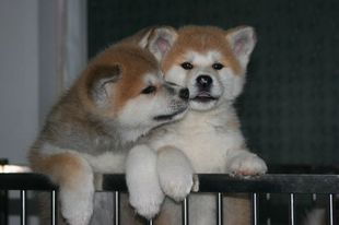 曰本秋田犬怎么样