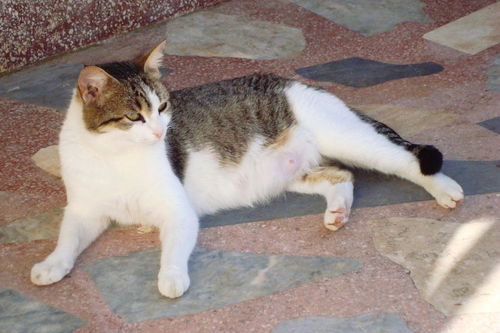 深圳哪里卖猫