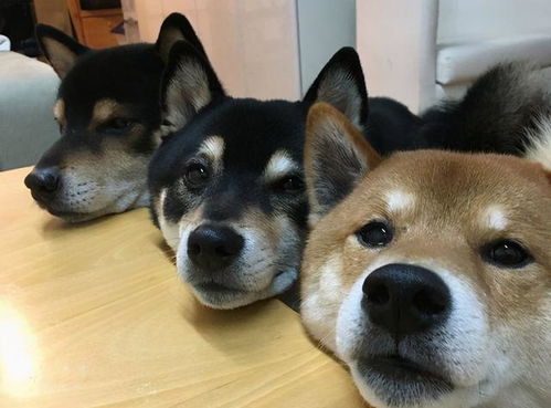 狗狗惩罚多久合适