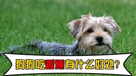 狗的抵抗力怎么样