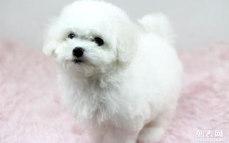 比熊幼犬多久可以洗澡
