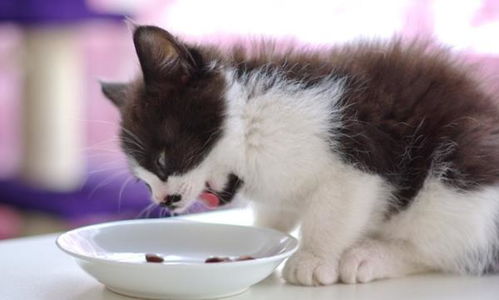小猫多久驱虫合适