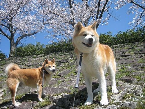 秋田犬与柴犬哪个好养