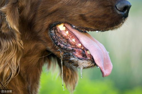 狗如何得的狂犬病