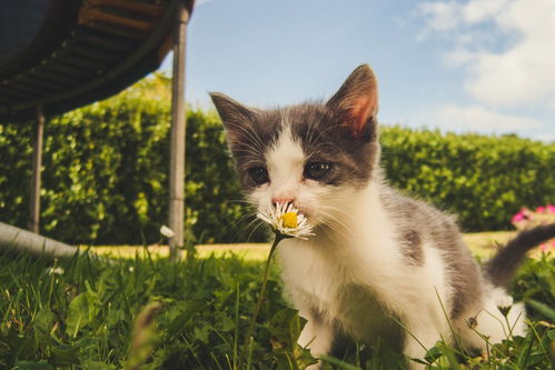 小猫多久要剪脐带