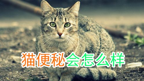 小猫便秘是怎么样