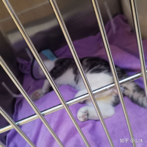 公猫绝育麻醉多久能醒