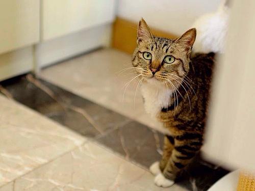 如何能把猫捉住