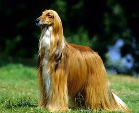 哪里买阿富汗猎犬