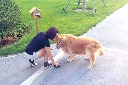 狗狗打预防去哪里打