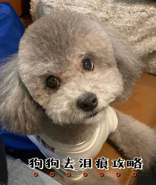 哪些品种的狗泪痕严重