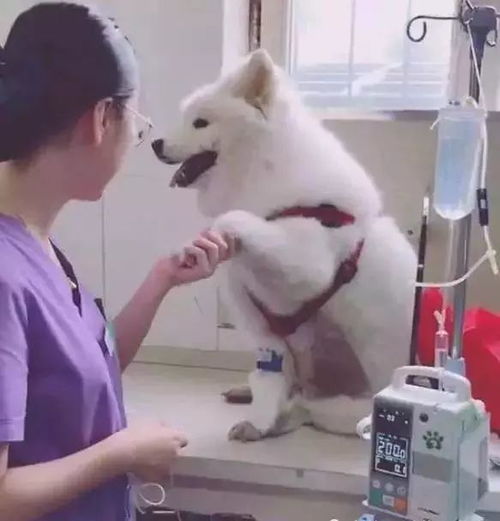小狗狗打针打哪里