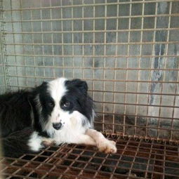 牧羊犬母的怎么样啊
