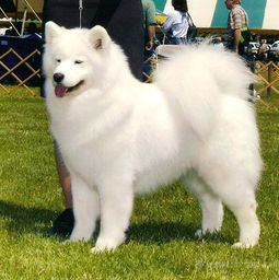 萨摩耶多久长成成犬