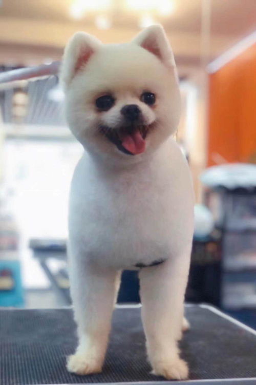 如何判断狗狗是否开心