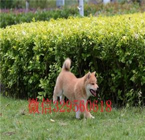 南宁哪里有柴犬