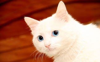 小猫可以多久不拉