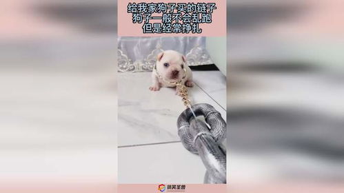 狗链在哪里买
