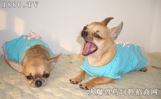 吉娃娃长毛狗有哪些品种
