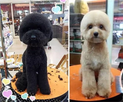狗狗造型如何剪