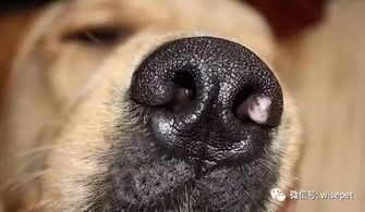 狗狗鼻子干有哪些原因