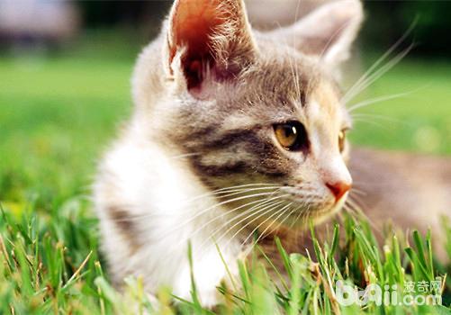 如何防止猫咪中毒