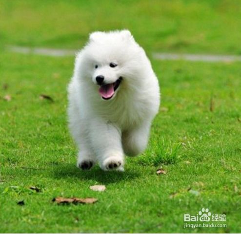 如何训练萨摩犬