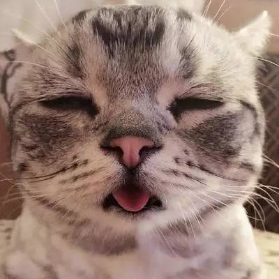 如何确认猫感冒