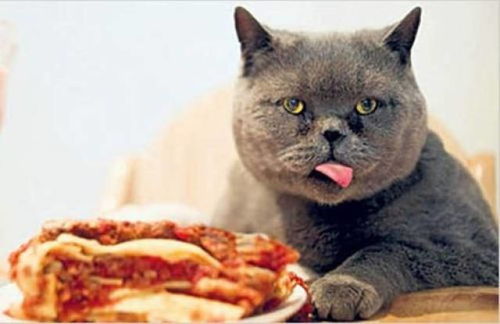 猫吃肉吃多了会怎么样