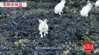 杜高犬抓兔子怎么样