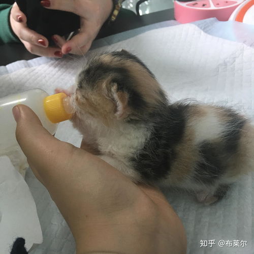 小猫出生多久会走路