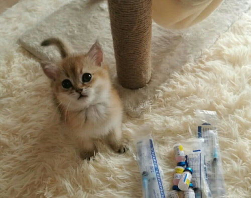 小猫多久可以做驱虫