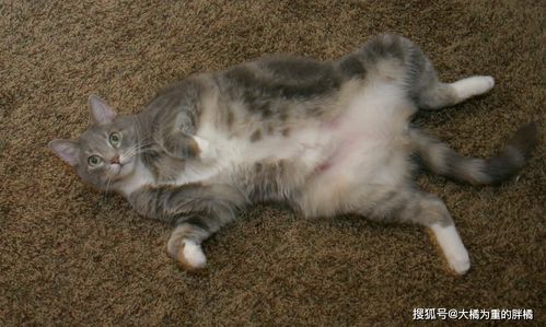 如何让小猫变胖