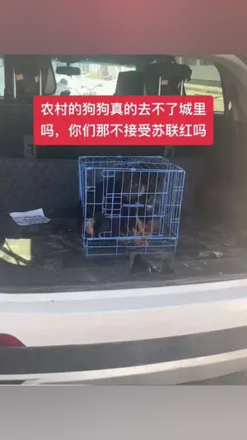 长治县哪里卖狗