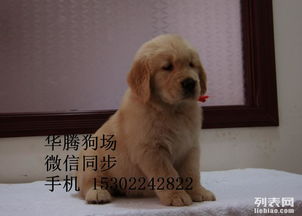 广州哪里有纯种金毛犬卖