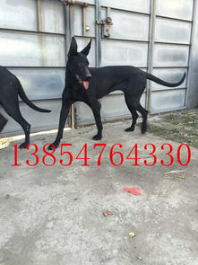 黑狼犬哪里有出售
