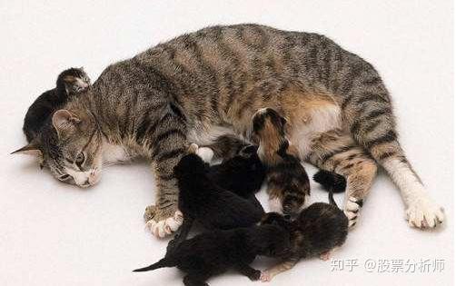 母猫怀孕了多久生产