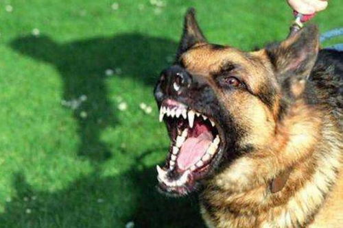 如何分辨狂犬病狗