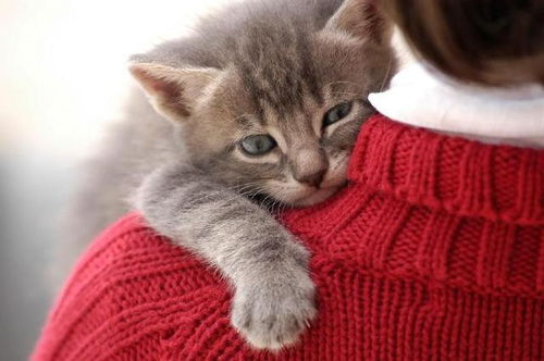 小猫可以单独在家多久