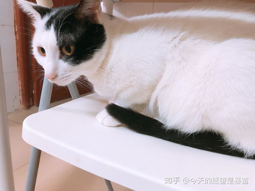如何吸引猫咪