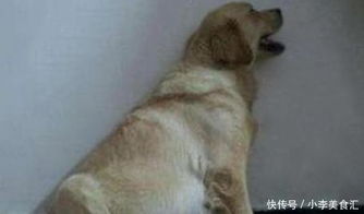 小狗肚子胀气如何消除