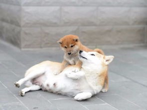 天津哪里可以买柴犬
