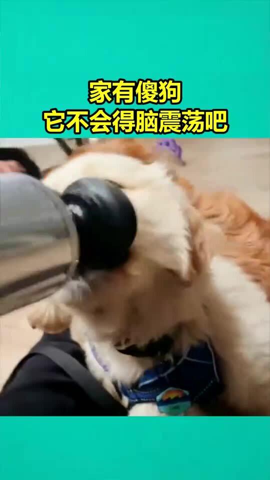 小狗脑震荡有哪些表现