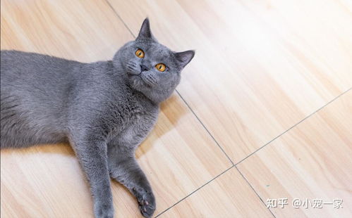 英短蓝猫如何训练
